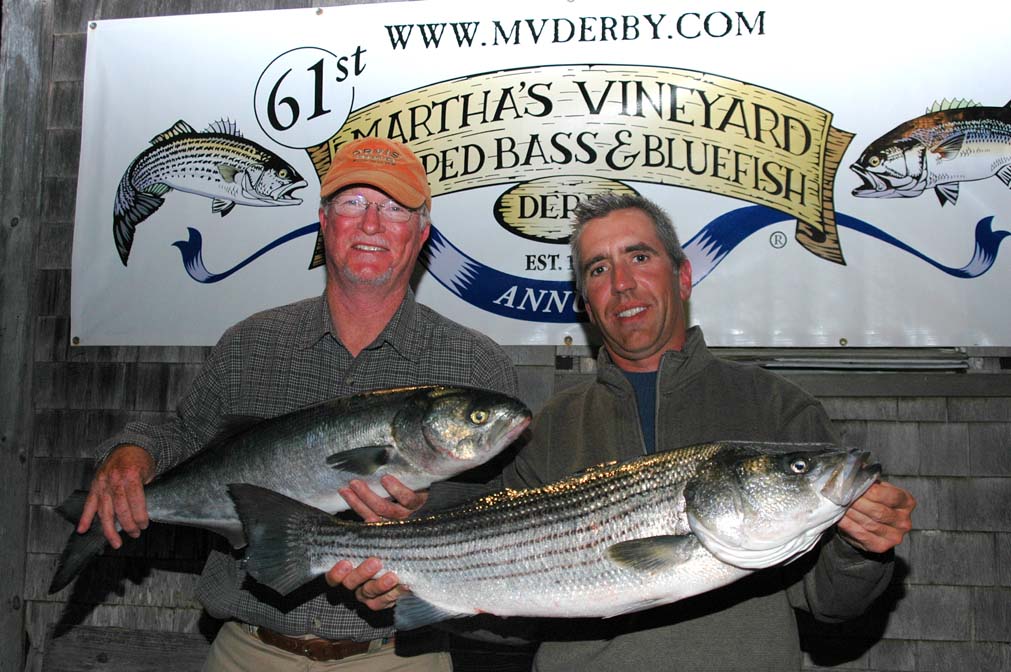 Derby weigh-in, two striped bass