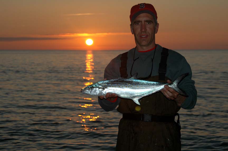 Spanish mackerel