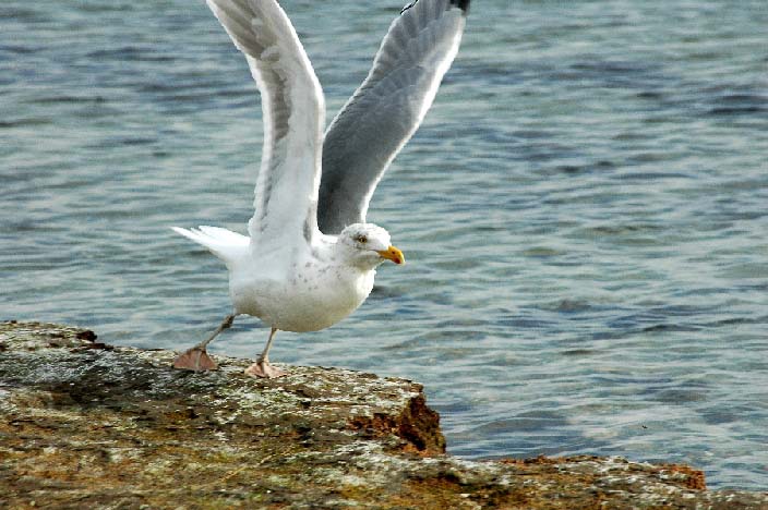 A gull